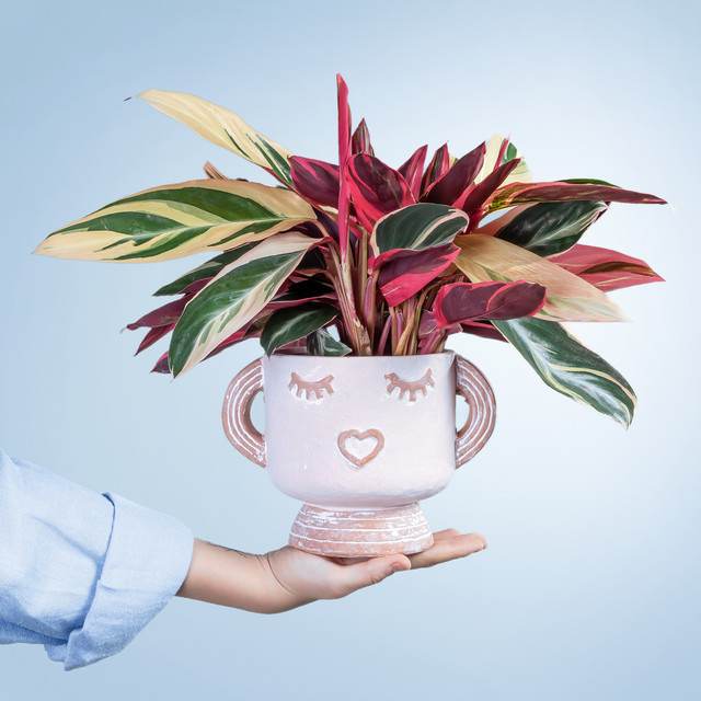 Calathea Blattschmuckpflanze Happy Plant von BLUME2000 mit Keramik-Übertopf in Grün und Rot, Höhe: 35,0 cm - Bild 1