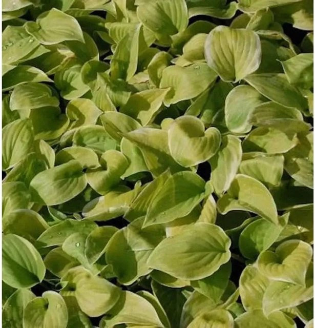 Hosta plantaginea Grünblattfunkie Fragrant Bouquet Duftende Funkie als grüner Bodendecker - Bild 1