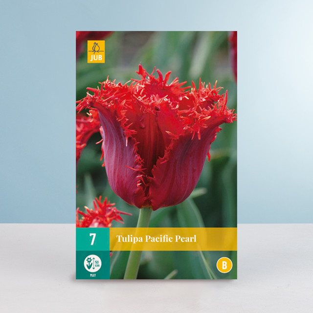 BLUME2000 Gefranste Tulpe Pacific Pearl mit 7 Zwiebeln für dein Frühlingsbeet - Bild 1