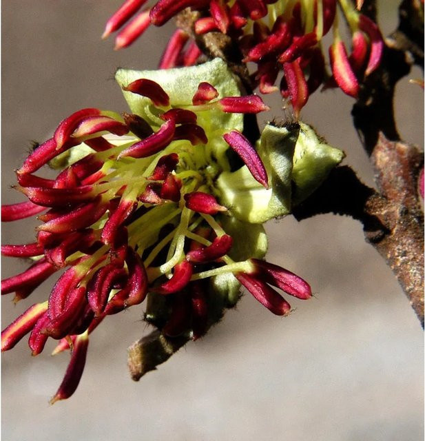 Eisenholzbaum Parrotia persica Select, Höhe: 100-125 cm - Bild 1