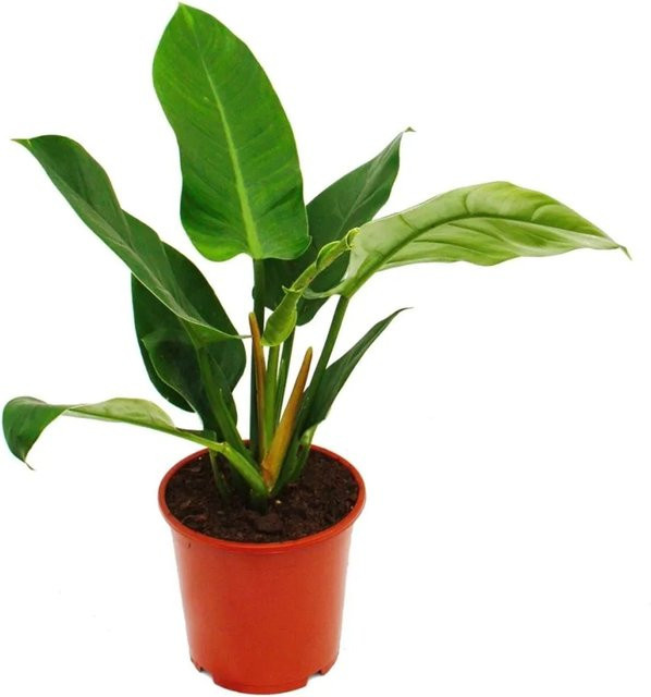 Exotenherz Philodendron Imperial Green Zimmerpflanze im 19 cm Topf - Bild 1