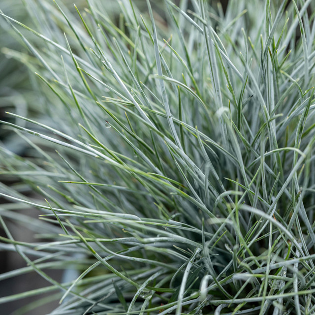 Blauschwingel Festuca als mehrjährige Zierpflanze in Blau und Grün von Mein schöner Garten Shop - Bild 1