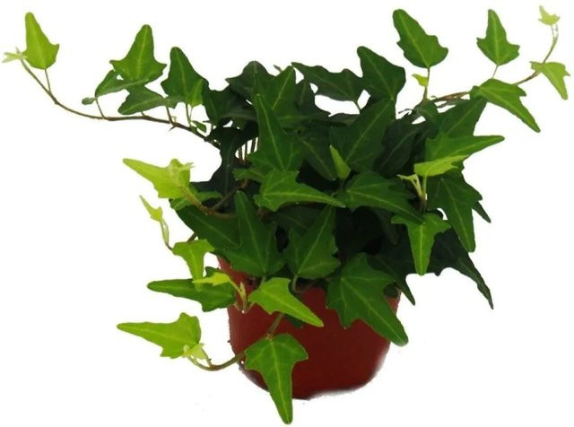Exotenherz Hedera Efeu Zimmerpflanze im 9cm Topf - Bild 1