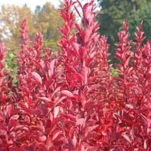 Arborix Berberitze Red Rocket Berberis thunbergii mit rotem Laub im Container - Bild 1
