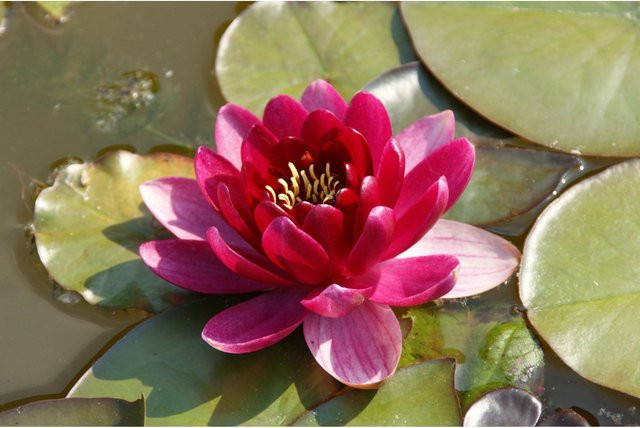 GROW by OBI Seerosen Set Burgundy Princess Nymphaea in Rot für den Gartenteich, Topf Durchmesser: 11 cm - Bild 1