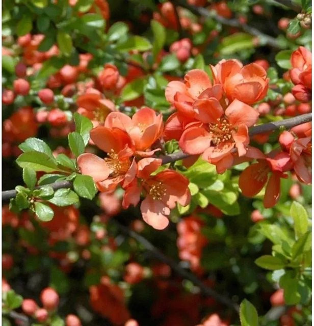Zierquitte Cameo Chaenomeles Heckenpflanze für deinen Garten, Höhe: 40-60 cm - Bild 1