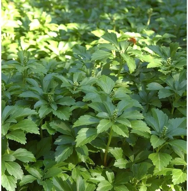 10x Pachysandra terminalis Dickmännchen Gartenstaude Bodendecker in Schattengrün - Bild 1