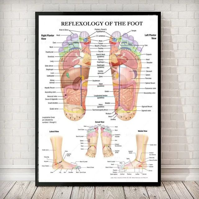 Potdemiel Wandkunst Skandinavisch: Poster mit Akupunkturpunkten, Anatomie und Fußreflexzonenmassage in Weiß auf Leinwand - Bild 1