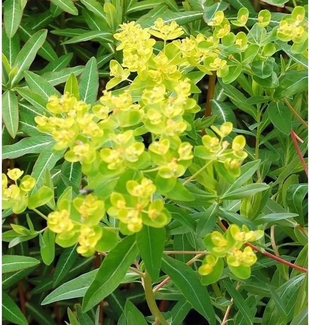 Sumpf-Wolfsmilch Walenburgs Glorie Euphorbia palustris als mehrjährige Pflanze für den Teichrand und Außenbereich - Bild 1