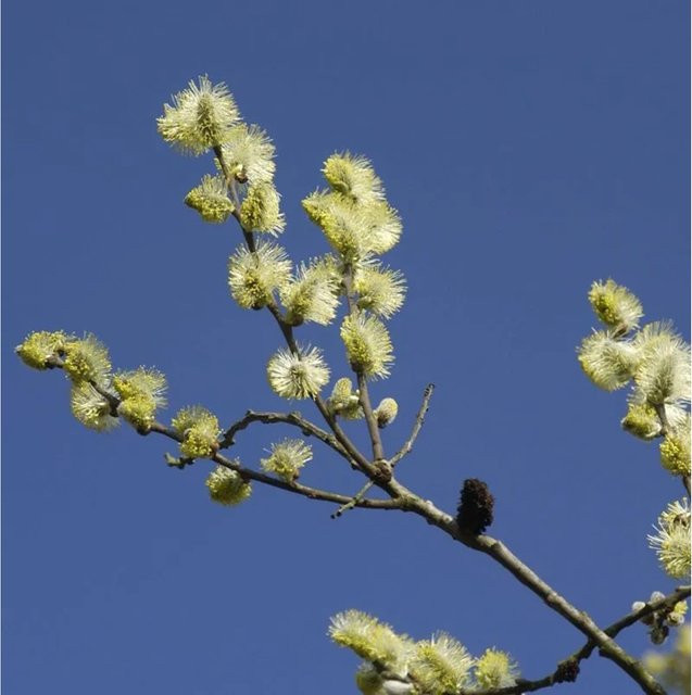 Salix aurita Ohrweide Strauch von Die Nr-01.de, Höhe: 80-100 cm - Bild 1