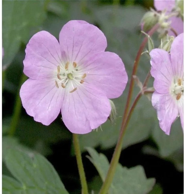 Oxford Storchenschnabel Rebecca Moss Geranium oxonianum als mehrjährige Gartenpflanze in Weiß, Violett und Rosa - Bild 1