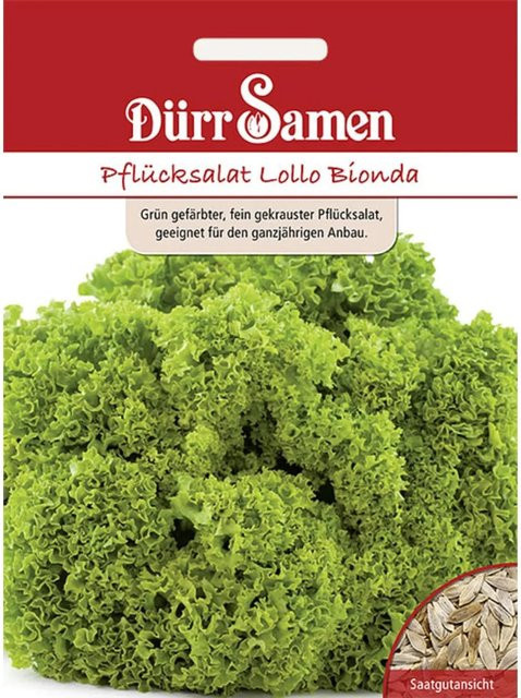 Dürr Pflücksalat Lollo Bionda Saatgut 500 g - Bild 1