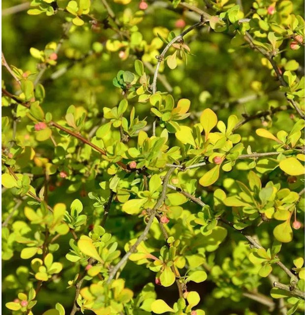 Gelbe Zwergbeberitze Berberis thunbergii als Heckenpflanze und Bodendecker, Farbe: Gelb - Bild 1