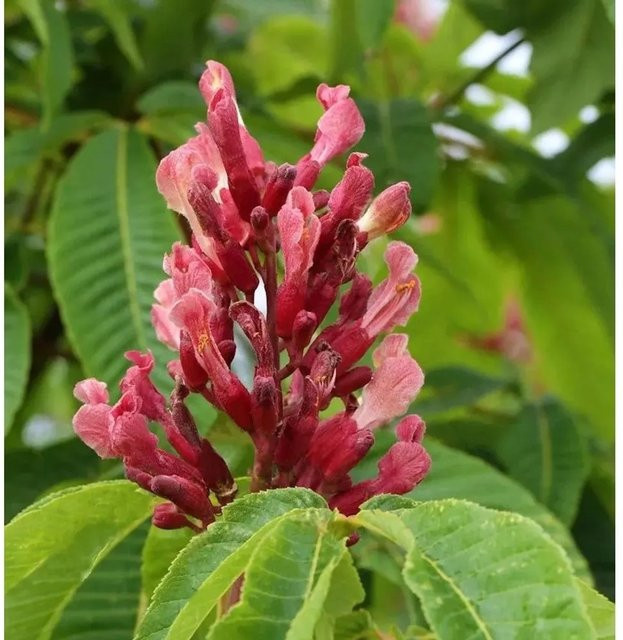 Hochstamm Zwergkastanie Rosea Nana Aesculus pavia in Pink und Rot, Höhe: 80-100 cm - Bild 1