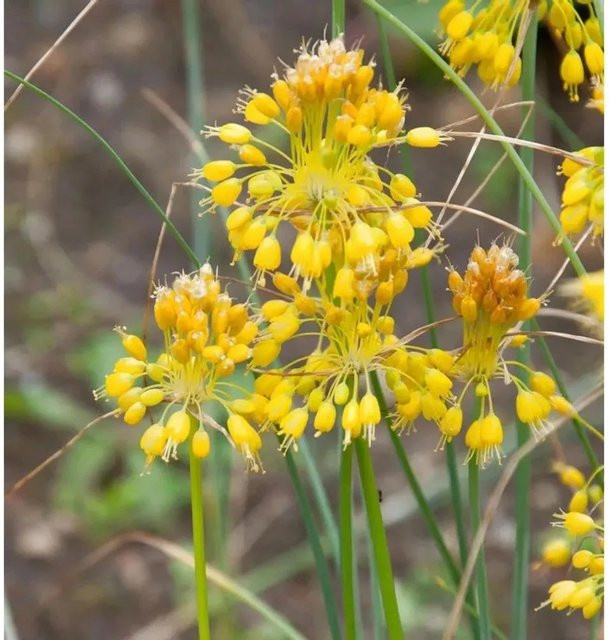 Gelber Lauch Allium flavum als mehrjährige Zierpflanze in Gelb - Bild 1