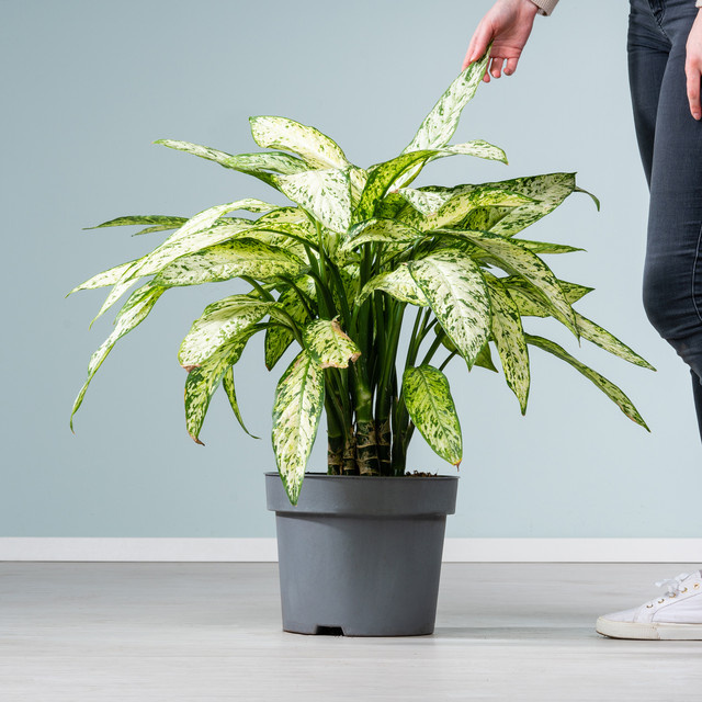 Dieffenbachia Vesuvius Zimmerpflanze von BLUME2000 in Grün - Bild 1