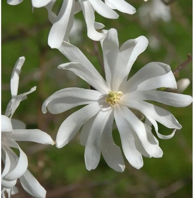 Sternmagnolie Royal Star Magnolia stellata weiß, Strauch für den Garten, Höhe: 80-100 cm - Bild 1