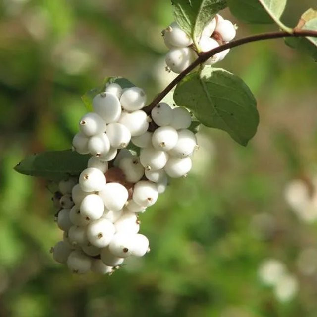 Arborix Schneebeere White Hedge Symphoricarpos doorenbos mit weißen Beeren im Container, Höhe: 60 cm - Bild 1