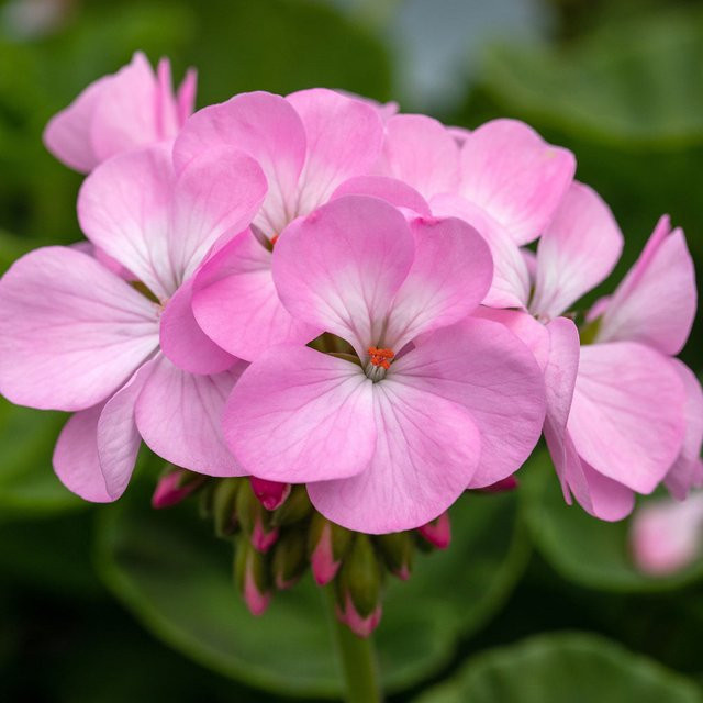 Aufrechte Geranie Pelargonium in Pink von Mein schöner Garten Shop - Bild 1