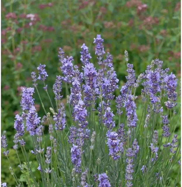 Echter Lavendel Phenomenal Lavandula angustifolia lila Stauden von Nr-01.de - Bild 1
