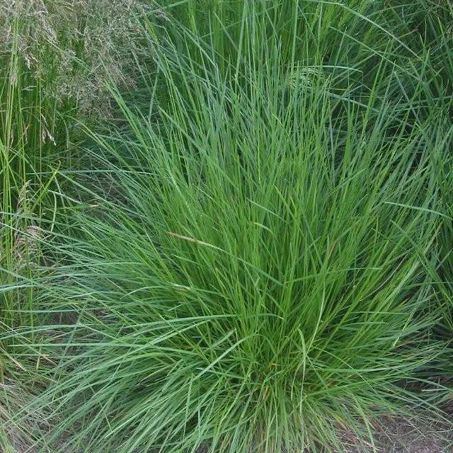 6er Set Arborix Deschampsia cespitosa Ziergras mit dunkelgrünem Laub im 9 cm Topf - Bild 1
