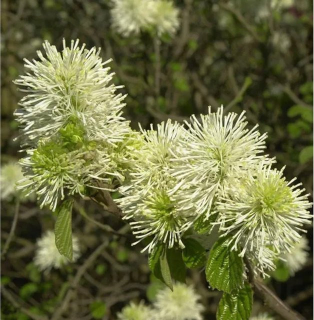 Fothergilla major Federbuschstrauch mit weißen Blüten, Höhe: 60-80 cm - Bild 1