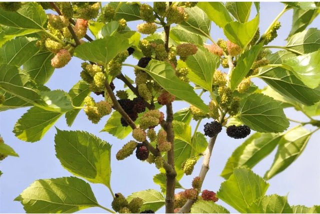Morus Nigra Schwarze Maulbeere Fruchtstrauch in der Farbe Grün, Höhe: 80-100 cm - Bild 1