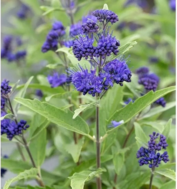 Caryopteris clandonensis Bartblume Blue Dune in Blau - Bild 1