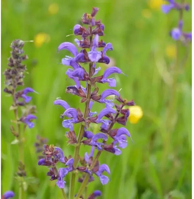 Wiesensalbei Blaulippe Salvia pratensis pfarrbare Gartenpflanze in Blau und Violett von Nr-01.de - Bild 1