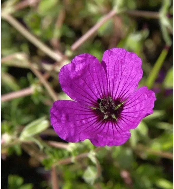 Geranium cinereum Storchenschnabel Giuseppii von Nr-01.de, lila mehrjährige Bodendecker-Pflanze für Steingärten - Bild 1