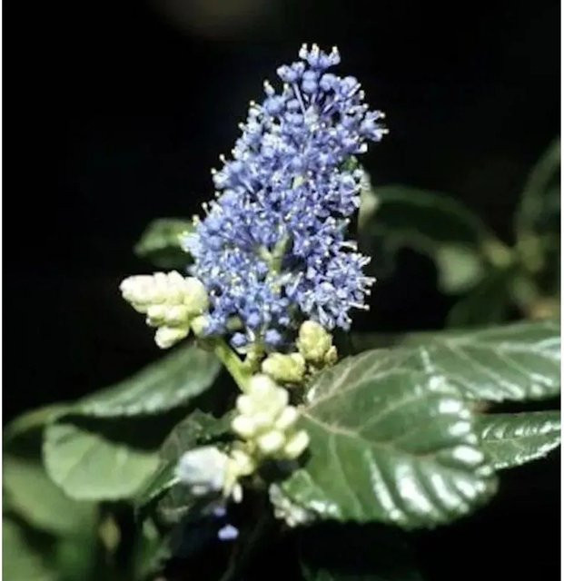 Ceanothus impressus Säckelblume Victoria Hochstamm in Blau von Nr-01.de - Bild 1