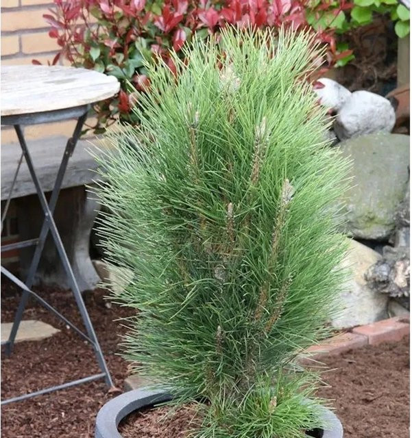 Schwarzkiefer Pinus nigra Green Tower Solitärgehölz, Höhe: 50-60 cm - Bild 1