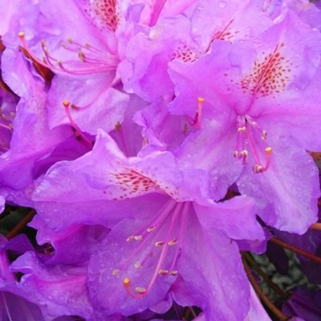 Rhododendron Lee's Dark Purple von Arborix mit dunkelvioletten Blüten im Container - Bild 1