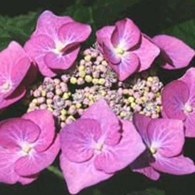 Arborix Hortensie Teller Rose Hydrangea in Pink und Blau, 25 bis 30 cm im Container - Bild 1