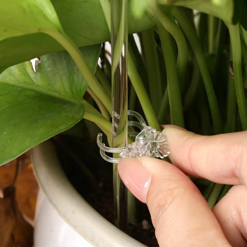Transparente Blumenstützstäbe aus Acryl für Orchideen, Topfpflanzen und Gemüse - Bild 3