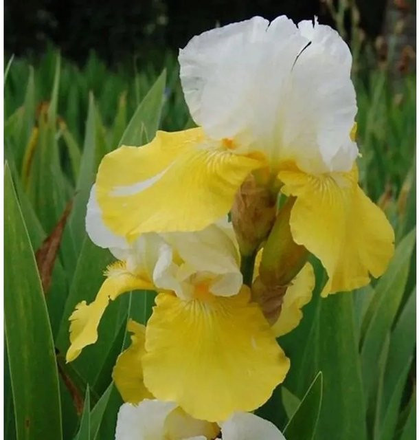 Schwertlilie Tulip Festival Iris barbata Gartenstaude als Beetpflanze - Bild 1