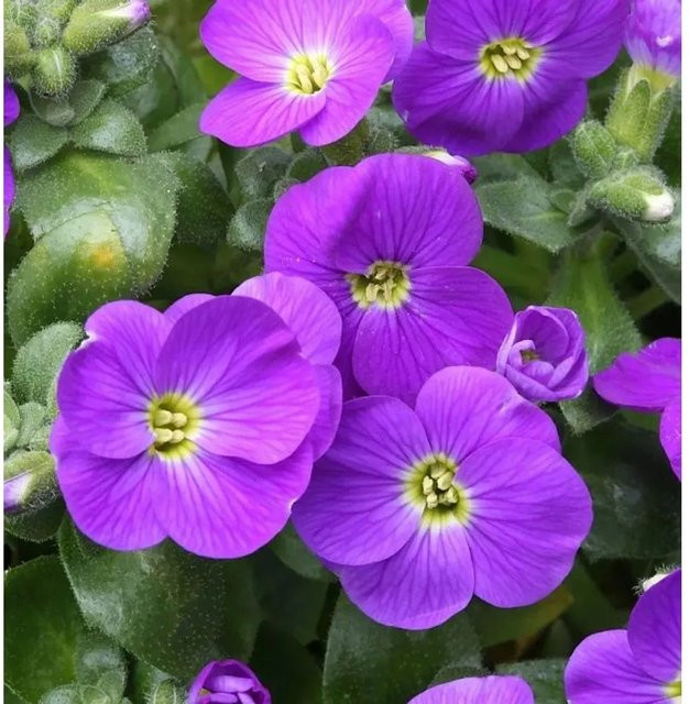 Aubrieta cultorum Blaukissen Bougainvillea lila Bodendecker-Staude - Bild 1