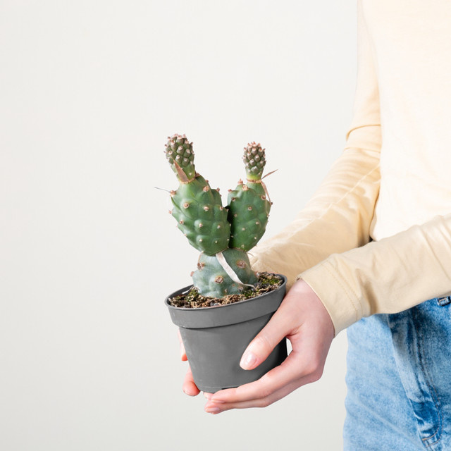 Tephrocactus Papierstachelkaktus Articulatus von BLUME2000, grüne Sukkulente für den Innenbereich - Bild 1