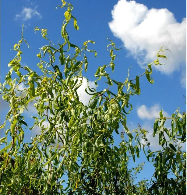 Salix matsudana Korkenzieherweide Strauch in Grün, Höhe: 60-80 cm - Bild 1