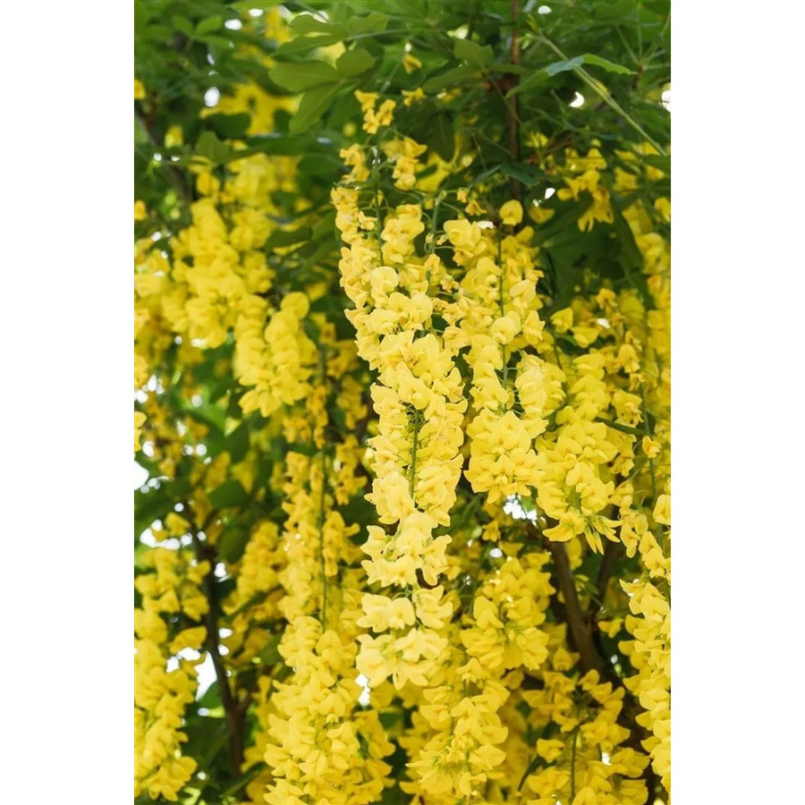 Laburnum Watereri Vossii Goldregen mit gelben Blüten, Höhe: 60–100 cm - Bild 2