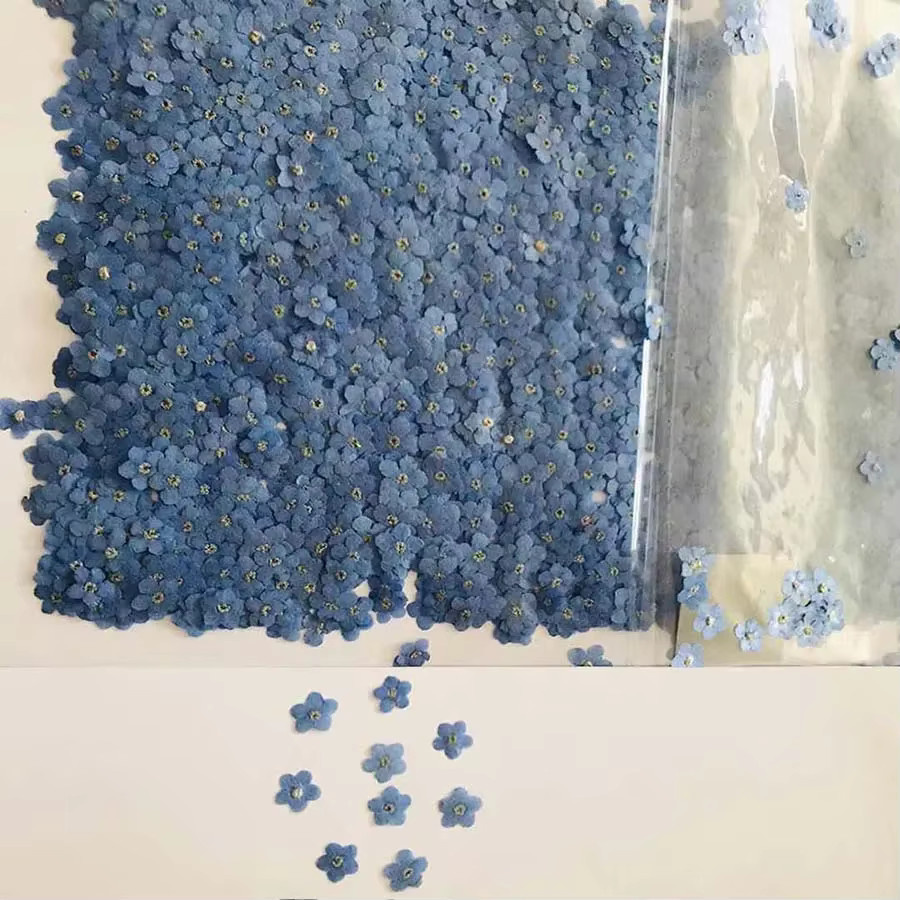 100 Stück gepresste getrocknete blaue Vergissmeinnicht Myosotis Sylvatica Blumen von DRtrade für Schmuck, Lesezeichen und Nailart - Bild 2