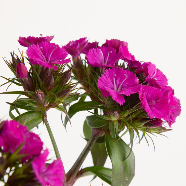Blume2000 Nelken Pink Bunch - Bild 1