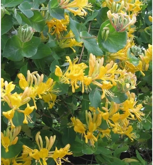 Gold Geißschlinge Lonicera tellmanniana Kletterstrauch in Gelb - Bild 1