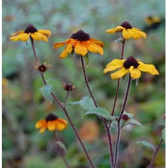 Rudbeckia Prairie Glow Rudbeckia triloba Gelbe Staude für Staudenbeete und Freiflächen - Bild 1