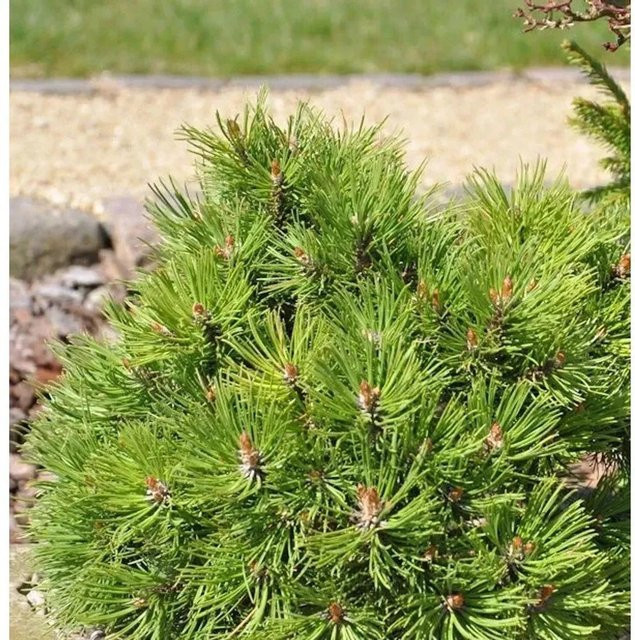 Hakenkiefer Nana Pinus uncinata grün für Bonsai-Gestaltung und kleine Gärten, Höhe: 25-30 cm - Bild 1