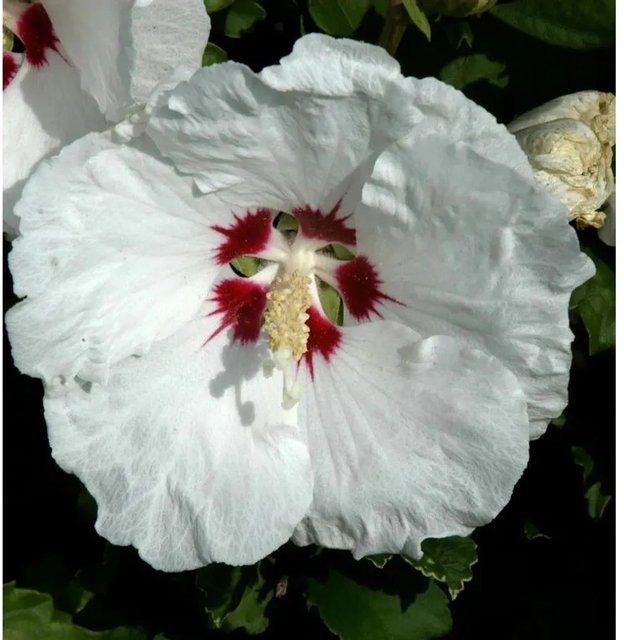Hibiscus syriacus Rosen Eibisch Red Heart Strauch in Rot und Weiß, Höhe: 40-60 cm - Bild 1