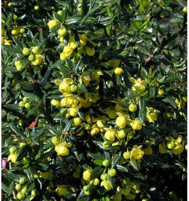 Immergrüne Kissenberberitze Jytte Berberis candidula von Nr-01.de - Bild 1