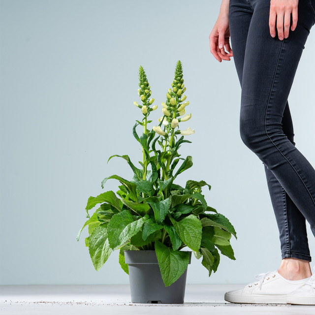 Weißer Fingerhut Digitalis von BLUME2000 als mehrjährige Zierpflanze für den Außenbereich - Bild 1