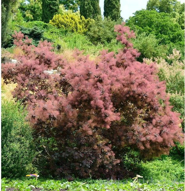 Perückenstrauch Red Spirit Cotinus coggygria mit violetten, orangefarbenen und lilafarbenen Blüten - Bild 1