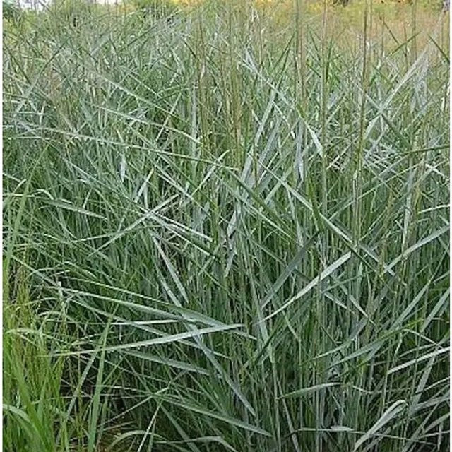 Rutenhirse Dallas Blues Panicum virgatum als mehrjährige Zierpflanze für den Garten in Graugrün und Rotbräunlich - Bild 1